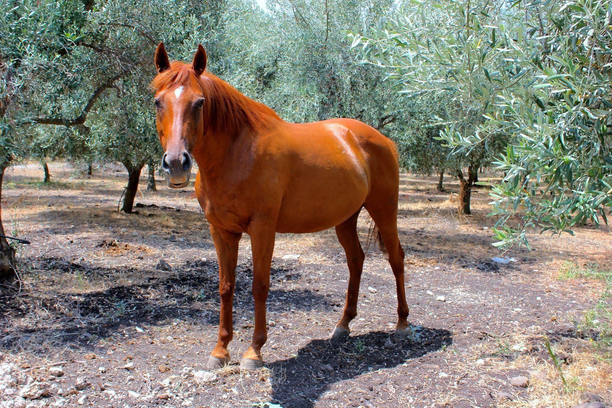 Agriturismo Roccadia Carlentini Bagian luar foto